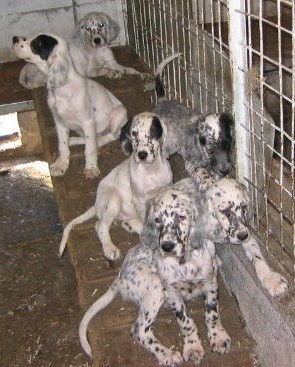Mis Setters Ingleses son muchos...ya que es dificil a veces cuidar a todos.Pero estan en mi casa de campo...donde vivo.A las unicas que les pusimos nombre fueron a 3 hembras: Manchi,Chuchi y Linda!. Mis Setters Ingleses son muchos...ya que es dificil a veces cuidar a todos.Pero estan en mi casa de campo...donde vivo.A las unicas que les pusimos nombre fueron a 3 hembras: Manchi,Chuchi y Linda!.